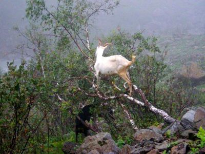 018-Nicht nur die Watzmaenner koennen gut kletternl